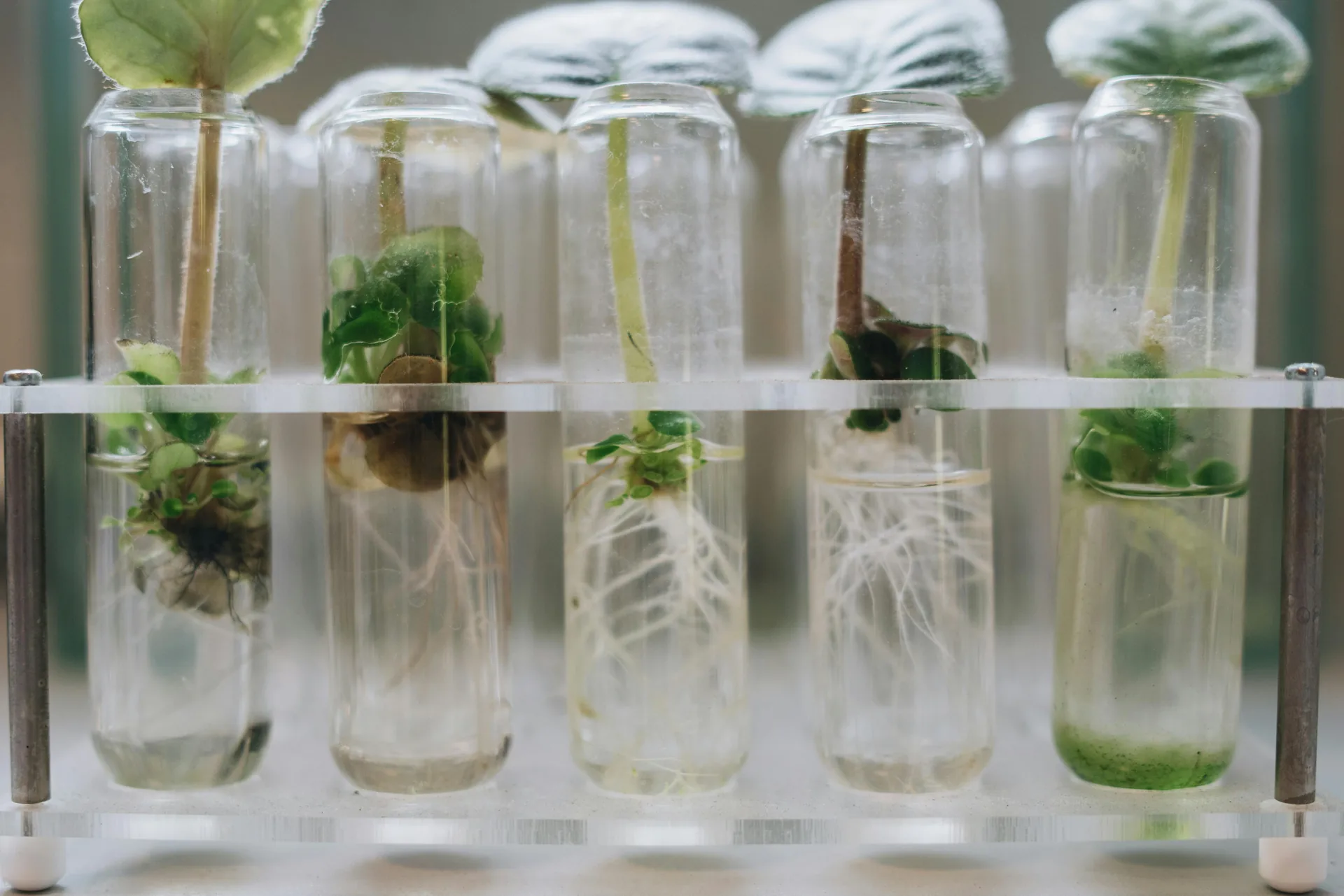 Plant seedlings growing in hydroponic test tubes